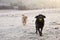 Two Dogs Running Through Frosty Landscape Chasing Ball