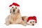 Two dogs with santa hats