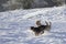 two dogs, senior beagle and junior bodeguero, running and playing very happy, with smile, in a field in the forest in winter time