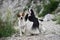 Two dogs share a moment on a rocky outcrop. Spaniel and a Jack Russell Terrier