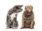 Two dogs, Sharpei and Akita inu dog, isolated