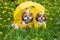 Two dogs Shih Tzu in a yellow dress sitting under an umbrella on a background of yellow dandelions