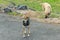 Two dogs on a side of a local asphalt road in mountain village on the south of Tenerife Island. One animal inspects with interest