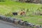 Two dogs on a side of a local asphalt road in mountain village on the south of Tenerife Island. One animal inspects with interest