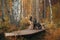 two dogs sit together on a wooden path in the forest. Shepherd Dogs in nature