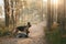 two dogs sit together on a wooden path in the forest. Shepherd Dogs in nature