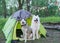 Two dogs sits in forest next to the tent in the evening at sunset