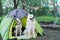 Two dogs sits on nature next to the tent in the evening at sunset