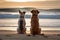 two dogs sitting on beach, looking out at the ocean