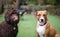 Two dogs sitting in front of defocused backyard looking at camera.