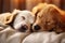 Two dogs sleeps together. Generate Ai