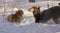 Two dogs-small and large-play in the fluffy snow