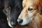 Two dogs snuggling together. Two adorable puppies sleeping together close up. Generative AI