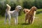 Two dogs stand in a field