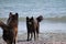 Two dogs stand off on the beach