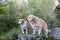 Two dogs standing on a rock. A Golden Retriever dog and a beagle dog