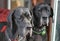 Two dogs staring through the open door