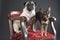 Two dogs staring straight into the camera while on a majestic red chair