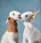 two dogs stuck out their tongue on a blue background. christmas bedlingtons with deer antlers