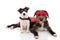 TWO DOGS SUPER HERO COSTUME. JACK RUSSELL AND PUREBRED WEARING A RED AND BLUE MASK AND A CAPE.  CARNIVAL OR HALLOWEEN. ISOLATED