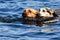 Two dogs swimming in lake