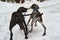 Two dogs take away each other a wooden stick