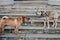 Two dogs talking in street. Cute brown sharpei and scared grey stray dog chatting on stairs. Conversation among animals