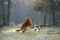 Two dogs together in the forest. Duck Retriever Jack Russell Terrier in nature. Pet friendship