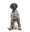 Two dogs together, German Shorthaired Pointer and Jack Russell Terrier