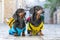 Two dogs, tourist with city backpacks, sit on historical pavement on excursion