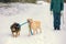 Two dogs walk outdoors in winter