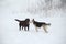 Two dogs at walk running and playing at snow in winter