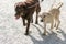 Two Dogs Walk Together on Leashes