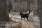 Two dogs walking down a wooded path