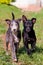 Two dogs walking on grass