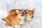 Two dogs Welsh Corgi cardigan plays in winter on snow for a walk