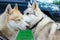 Two dogs: white hunting breed husky and husky sniffing each other. the idea of love and tenderness in the photo