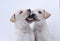 Two dogs, white puppy kissing on a background white