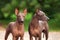 Two dogs of Xoloitzcuintli breed, mexican hairless dogs standing outdoors on summer day