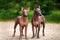 Two dogs of Xoloitzcuintli breed, mexican hairless dogs standing outdoors on summer day