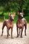 Two dogs of Xoloitzcuintli breed, mexican hairless dogs standing outdoors on summer day