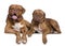 Two Dogue de Bordeaux dogs