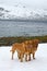 Two Dogues De Bordeaux against glacier, summer mountains, Norway