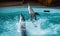 Two dolphin jumping on the pool