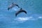 Two dolphin leap out of the water i