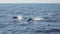 Two dolphins in midair as they jump out of the Pacific Ocean on a sunny day