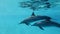 Two dolphins, mom and young dolphin slowly swims in a circle under surface in blue water. Slow motion, Closeup, Underwater shot.