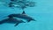 Two dolphins, mother and juvenile dolphin slowly swims in a circle under surface in blue water in the morning sun rays.