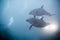 Two dolphins swimming together view under water