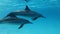 Two dolphins very slowly swims in blue water under surface. Slow motion, Closeup, Underwater shot.